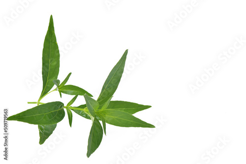 Andrographis paniculata herbal medicine on white background © หอมกลิ่น กล้วยไม้