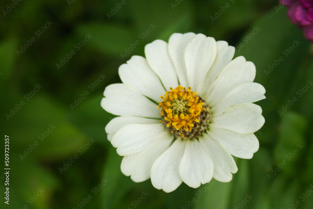 The white zinnias are blooming and the petals are beautiful in the garden