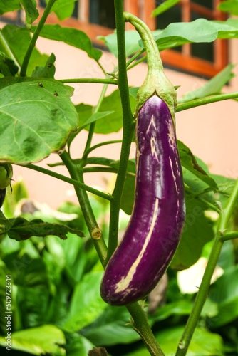 Purple eggplants, organic vegetables of Thai gardeners