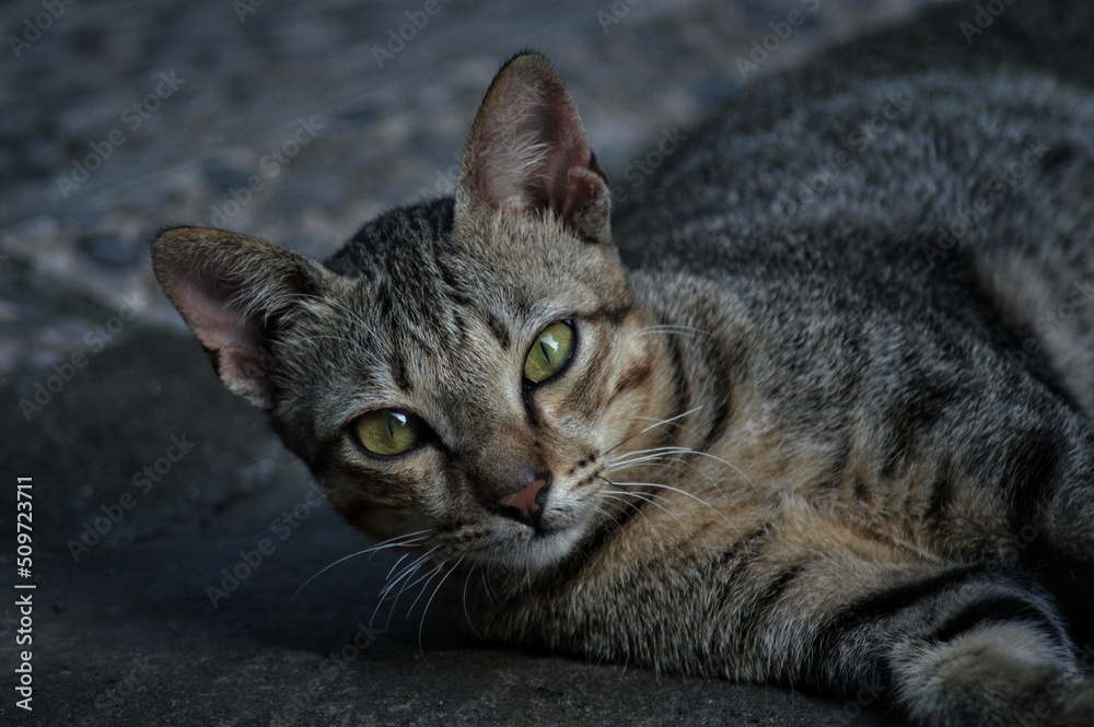 Fototapeta premium close up of a cat