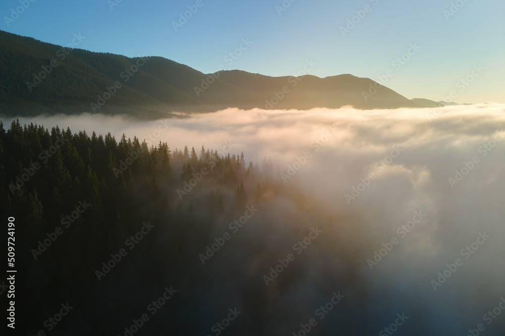 Aerial view of amazing scenery with foggy dark mountain forest pine trees at autumn sunrise. Beautiful wild woodland with shining rays of light at dawn