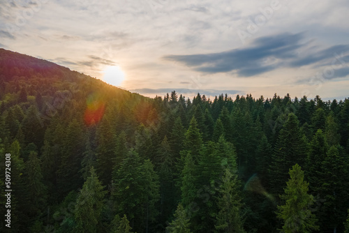 Aerial view of green pine forest with dark spruce trees covering mountain hills at sunset. Nothern woodland scenery from above