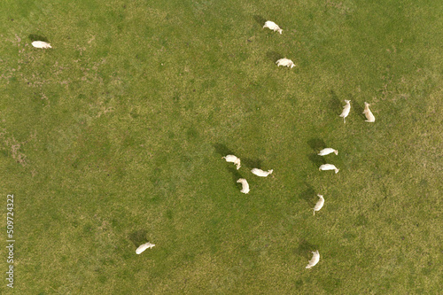 Aerial view of herd of cows grazing on farmland field