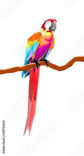 parrot (macaw) bird white background pop art vector