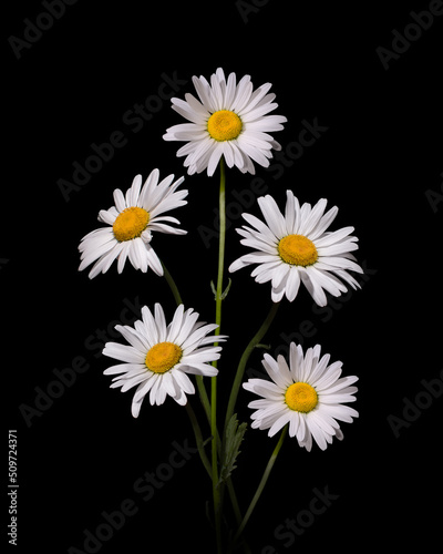 Bouquet of daisies on a black background. There are five daisies in the bouquet. 