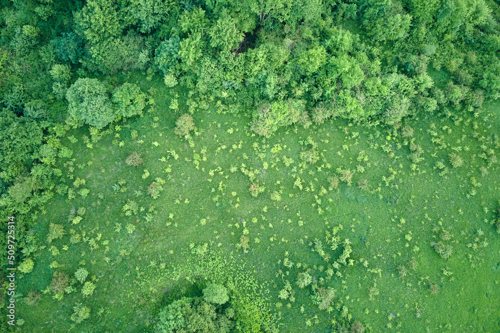 Top down flat aerial view of dark lush forest with green trees canopies in summer Top down flat aerial view of dark lush forest with green trees canopies in summer
