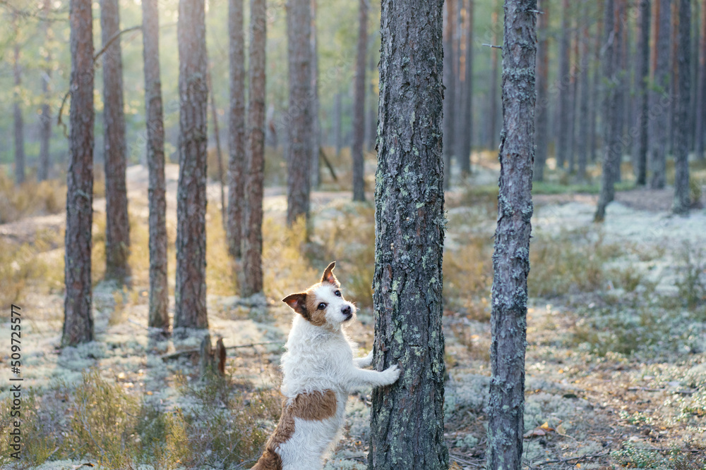 dog in the forest put her paws on a tree. Walking with a pet. Jack Russell Terrier in a beautiful landscape