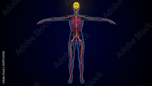 3d illustration of human nervous system anatomy © PIC4U