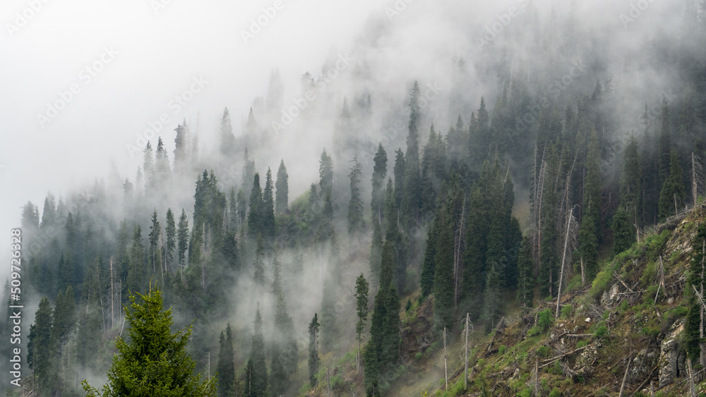 Misty forest in the mountains