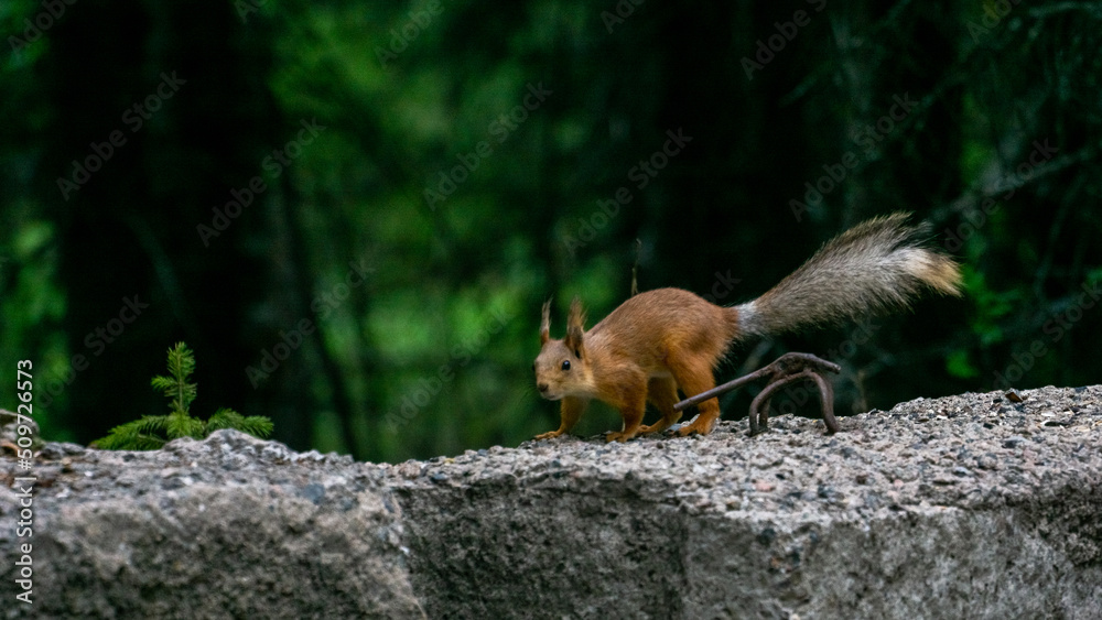 red squirrel on a rock in the forest red squirrel on a rock in the forest