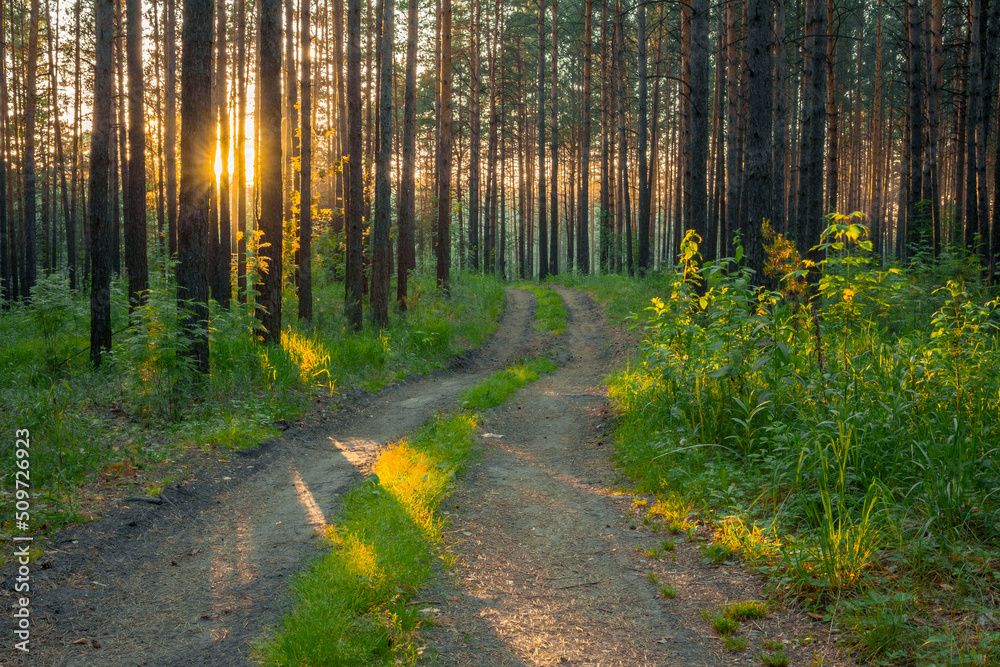 Obraz premium sunset in the forest