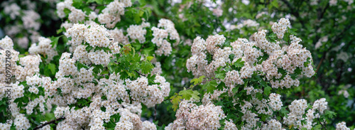 Panoramic view of white hawthorn blossoms