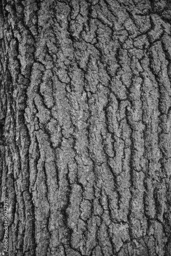 bark of a tree