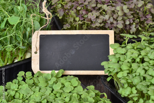 Various micro greens in containers with a business card. Healthy food. photo