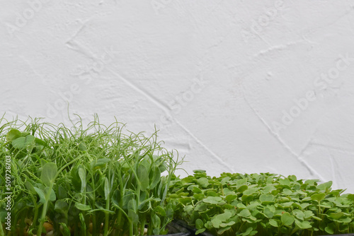 Close-up of micro green peas and arugula on a white background. photo