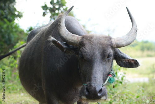 buffalo in the field