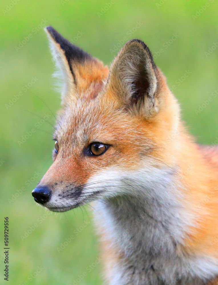 Young red fox portrait with green foreground and background