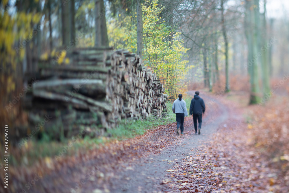 Rudeskov forest in denmark