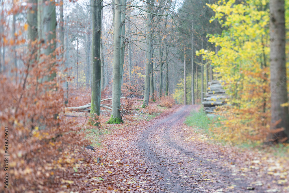 Rudeskov forest in denmark Rudeskov forest in denmark