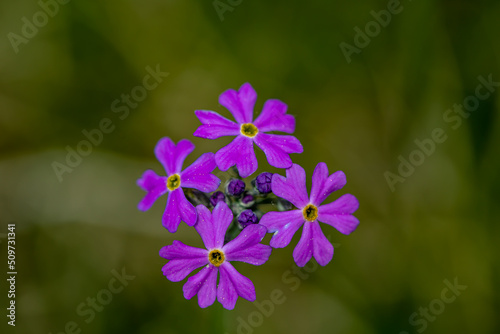 Primula farinosa flower in meadow, close up shoot
