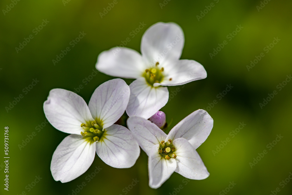 Cardamine pratensis growing in meadow