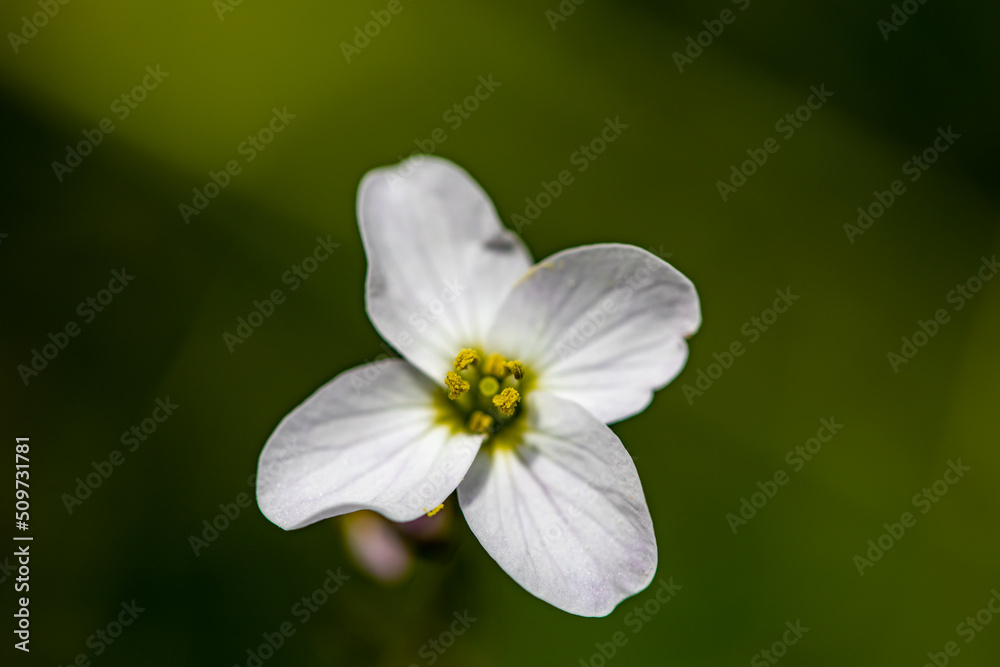 Cardamine pratensis growing in meadow, close up Cardamine pratensis growing in meadow, close up