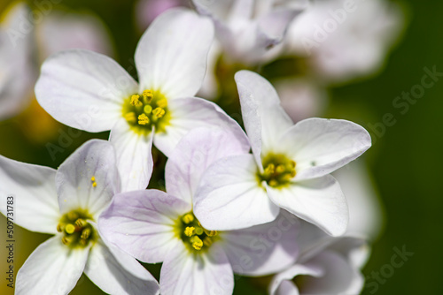 Cardamine pratensis in meadow, close up shoot 