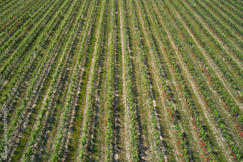 Italian vineyards aerial view. Vineyard plantation top view. Italian viticulture. Rows of vineyards with red flowers, top view, in Italy.