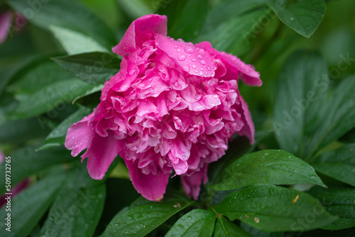 Fototapeta Naklejka Na Ścianę i Meble -  piwonia różowa w kroplach deszczu, pink peony