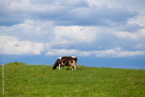 The cow grazes on a green pasture.