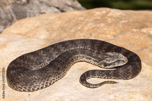 Australian Common Death Adder showing lure at tip of tail (Acanthophis antarcticus)