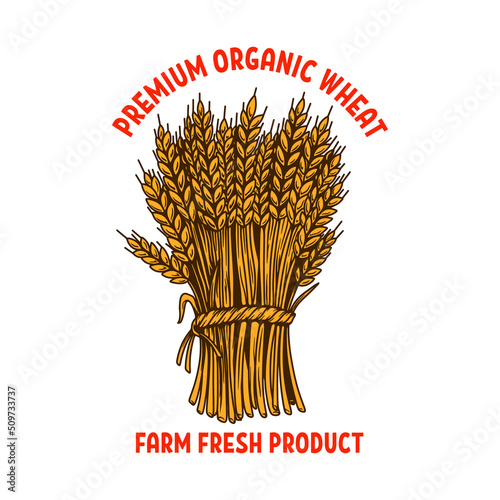 Premium organic wheat. Illustration of sheaf of wheat in engraving style. Design element for emblem, sign, poster, package design. Vector illustration