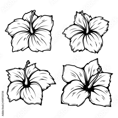 Set of illustrations of hibiscus flower. Design elements for logo, label, sign, t shirt. Vector illustration