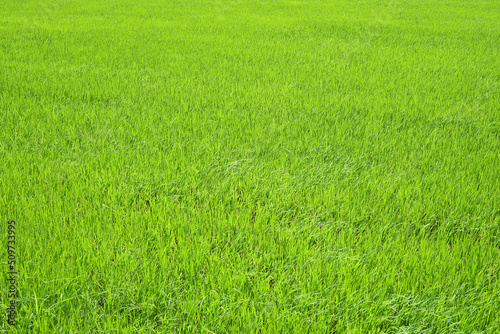Bright field of rice growing in Vietnam