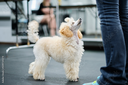 Handler caught the eye of a small poodle puppy during training