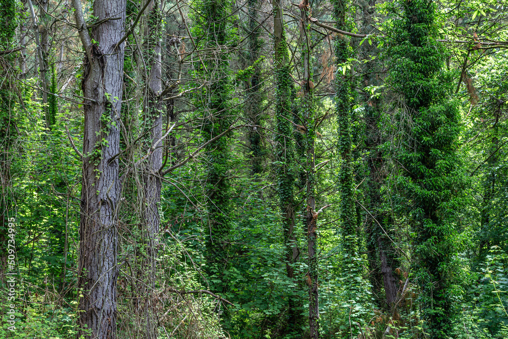 Obraz premium Pine forest on the banks of the Narcea River with its trunks covered with climbing ivy. Asturias, Spain.