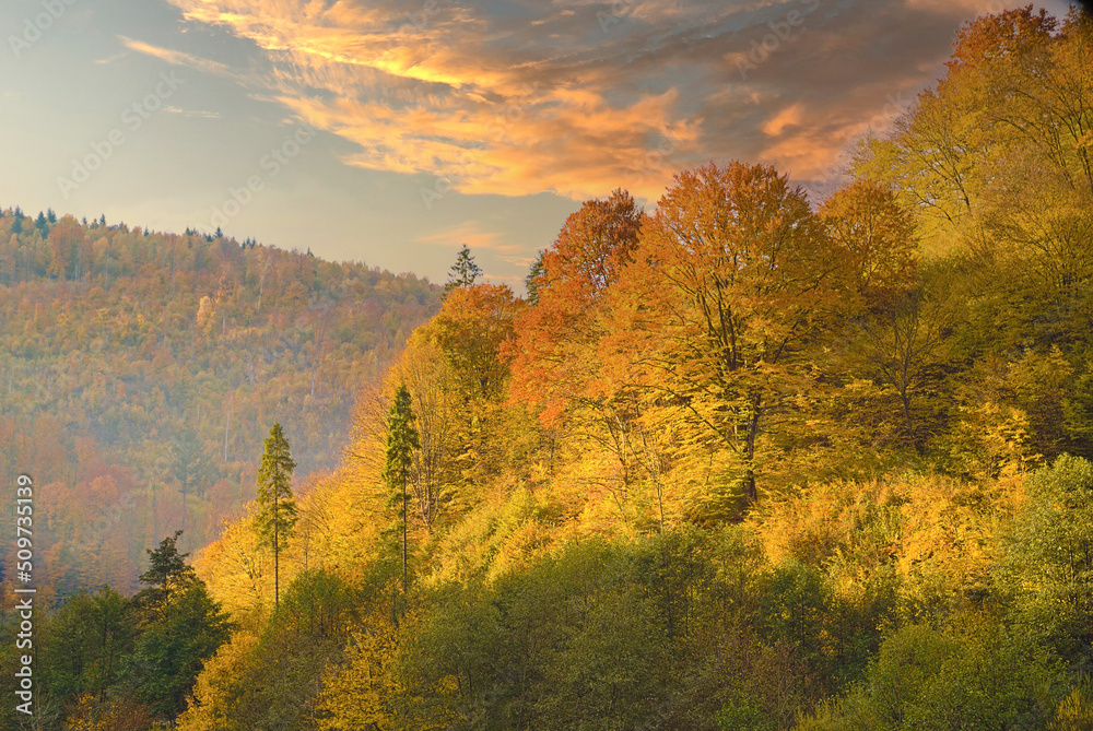 Fototapeta premium dense forest with canopies of green fir trees and colorful yellow lush canopies in the autumn mountains at sunset.