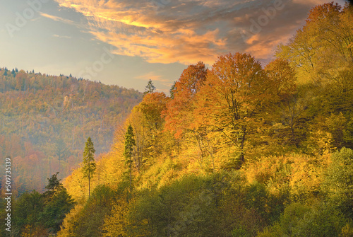 dense forest with canopies of green fir trees and colorful yellow lush canopies in the autumn mountains at sunset.