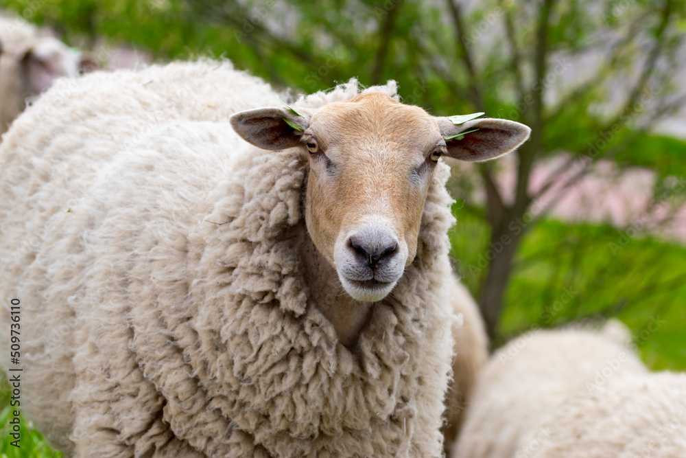 sheep in the field looking in the camera sheep in the field looking in the camera