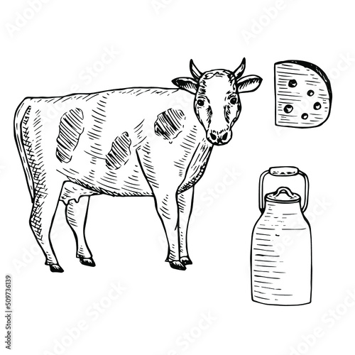 Cow and dairy products vector illustration, hand drawing sketch