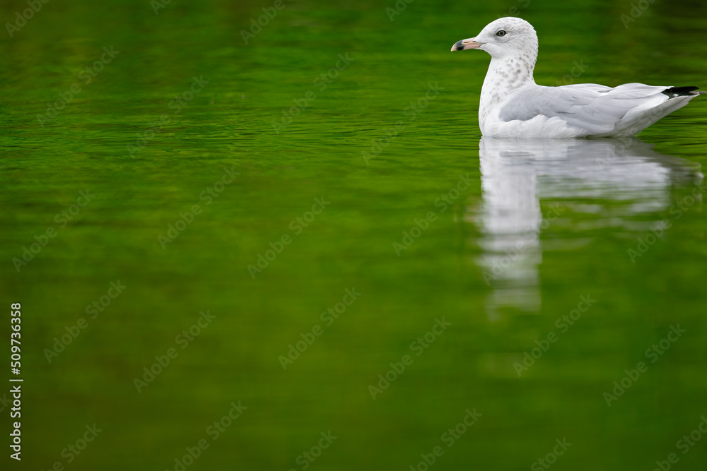 A non adult ring-billed gull (Larus delawarensis) swimming in a lake. A non adult ring-billed gull (Larus delawarensis) swimming in a lake.