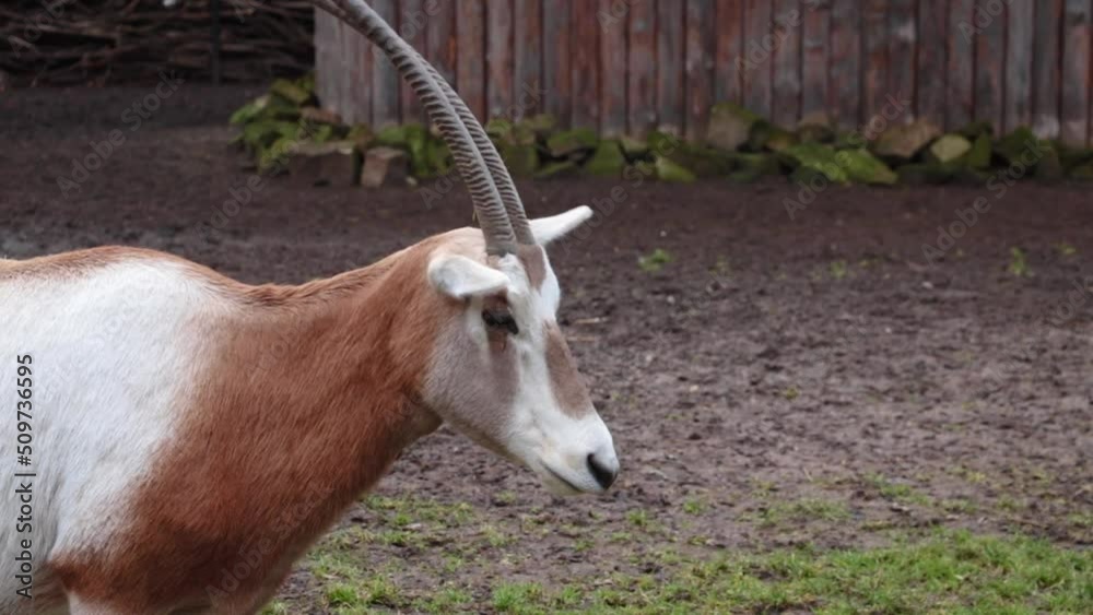 Close-up of an antelope with large long horns