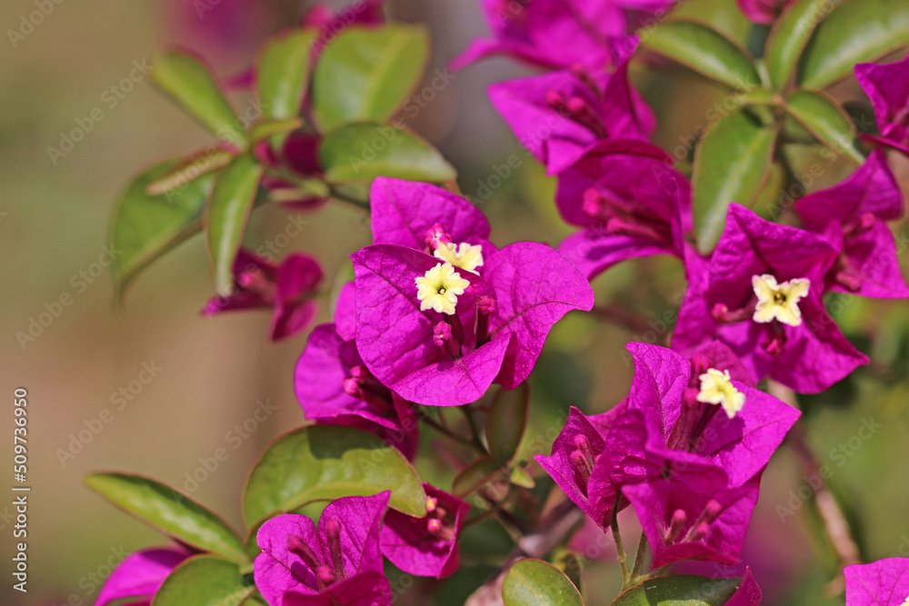 Purple flowers in a garden focused closely