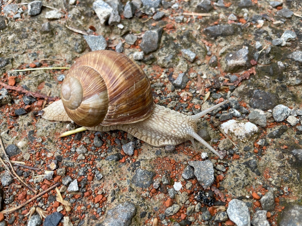 snail in shell crawling on in the forest, summer day in garden, garden snail climbing on a stump, edible snail or escargot, slow, Achatina, Gastropoda snail in shell crawling on in the forest, summer day in garden, garden snail climbing on a stump, edible snail or escargot, slow, Achatina, Gastropoda