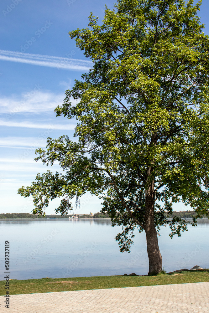 Lonely tree by the lake. Sunny day on the lake. Green tree on the background of a blue lake on a summer day.