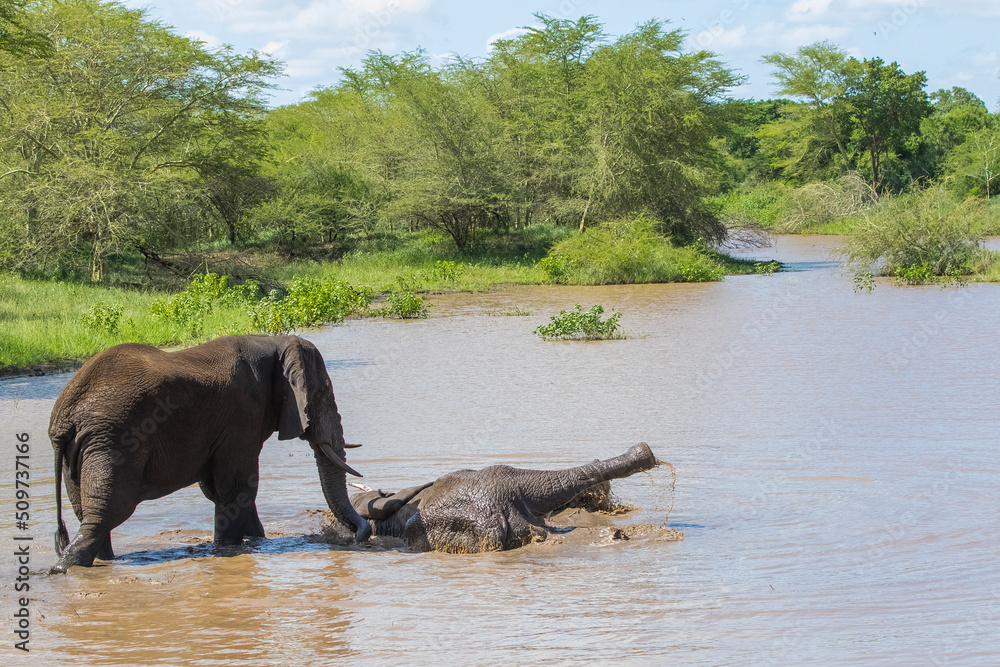 Fototapeta premium The elephants in the Sungulwane Private Game Reserve near Durban city in South Africa are very emotional and sometimes swimming in the water.