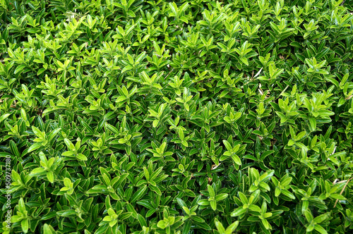 Green leaves wallpaper. Boxwood green. Evergreen wallpaper. Fresh, green, wet plant leaves                         