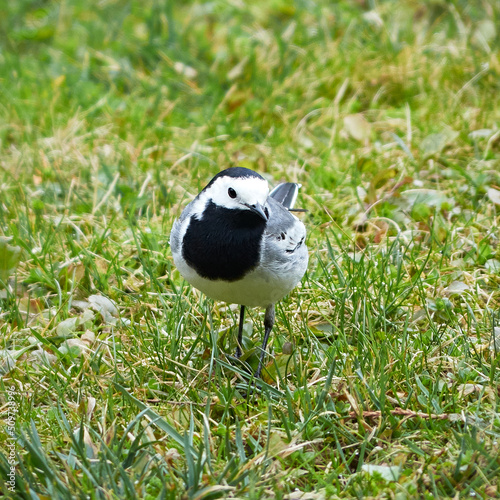 Wagtail. Motacilla. Wagtail on the grass.