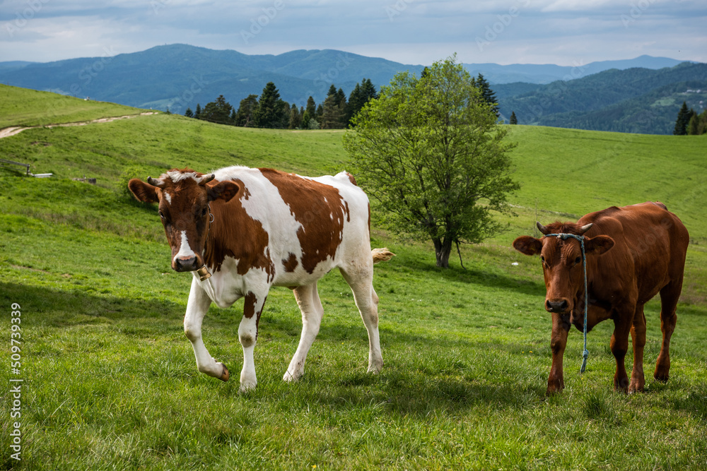 Happy Cows on meadow in Pieniny Mountains, Poland Happy Cows on meadow in Pieniny Mountains, Poland