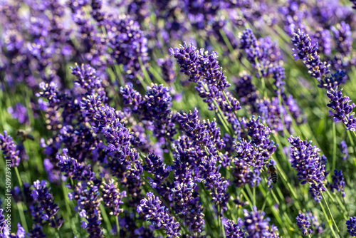 Fototapeta Naklejka Na Ścianę i Meble -   the blooming lavender flowers in Provence, near Sault, France